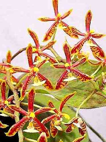 Phalaenopsis manni